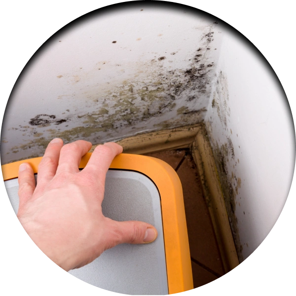 Icon MoldInspection Convenient Mold Testing and Remediation LLC